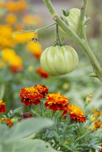 close up of green tomato on stalk above red and yellow marigolds
