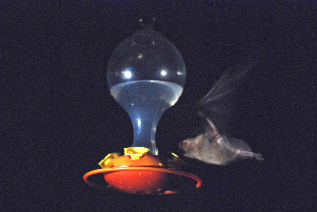 Bats and Hummingbird Feeders - Pima County Public Library