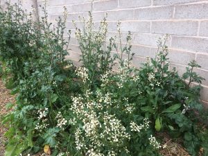 Arugula going to flower