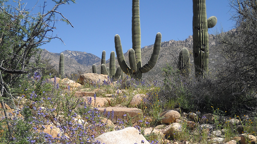 Desert Wildflowers