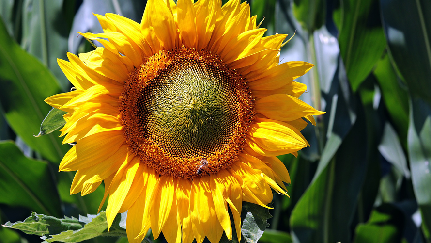 Now Sowing Archive: Wild Sunflowers (March 15–June 1) | Pima County ...