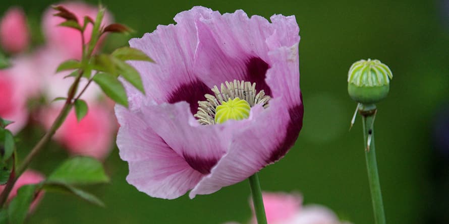 purple poppies