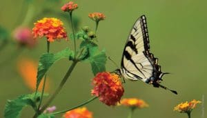 observing pollinators observing pollinators