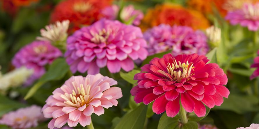 Zinnia