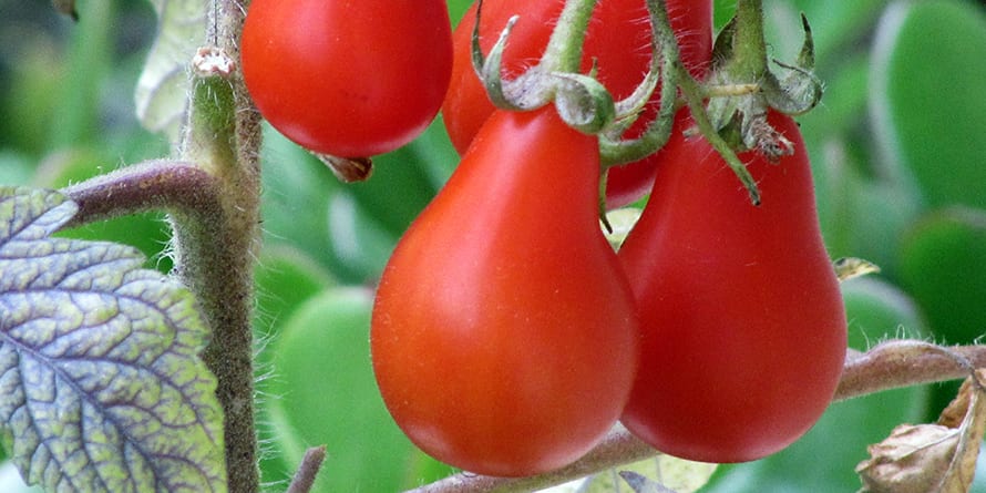 Tomato, Cherry